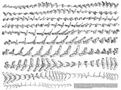 Andere Tegninger Af ørne 5 Andere Tegninger Af ørne -Cannon Butik B 11 390 b 1280x1280